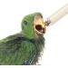3 Pcs Hand Baby Birds Feeding Syringe Feeding Tubes for Baby Birds with 3 Pcs Feeding Spoon Used and 6 Pcs Curved Gavage Tubes for Pet Baby Bird Parrot Feed Milk and Medicine(20ml 10ml 50ml) - Buy Online on GoSupps.com
