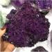 Big Size Natural Amethyst Angel Aura Quartz Crystal Cluster Crystal geode Beautiful - Buy Online on GoSupps.com