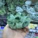 Room Decoration 300-800g Natural Green Ghost Phantom Quartz Crystal Cluster Rock Stones and Crystals Specimen Home Decor NaturalReiki Decoration (Size : 200-300g) - Buy Online on GoSupps.com