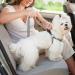 Adjustable Dog Seat Belt with Elastic Damping & Reflective Headrest - Universal Fit for All Dog Breeds & Cats - Safe Travels - Buy Online on GoSupps.com
