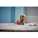Living Nature Soft Toy Gift Bundle - Plush Dachshund Sausage Dog & Puppy - 20cm and 16cm - Dachshund Bundle - Buy Online on GoSupps.com