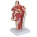 Nasal Cavity Model Oral Nasopharyngeal and Laryngeal Lesion Model Nasal Cavity Pathological Model Nasal Cavity Magnification Model is Suitable for Medical Teaching