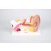 TickiT 03105 Human Ear 4x Life Size Model