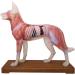 66Fit Dog Acupuncture Model - Essential Pressure Points for Veterinarians | International Shipping Available - Buy Online on GoSupps.com