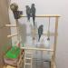 Parrots Playstand Bird Playground Wood Perch Gym Stand Playpen Ladder with Toys Exercise Playgym for Conure Lovebirds - Buy Online on GoSupps.com