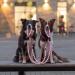 Trixie Dog Leash Cavo V-Line S-M | 2.00m 12mm Red | Adjustable Outdoor Leash for Small to Medium Dogs - 143503 - Buy Online on GoSupps.com