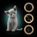 SHEBA Kitten Mixed Selection in Sauce Freshness Pouches for Kitten 2 Varieties 48x85g - Buy Online on GoSupps.com