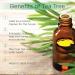Radha Beauty Australian Tea Tree Essential Oil 4 oz. - 100% Pure & Natural Therapeutic Grade for Soaps, Shampoo, Body Wash, Nail Care, Scalp, Aromatherapy - Tea Tree 4 Fl Oz - Buy Online on GoSupps.com