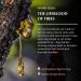 Pure Resin Mirra Essential Oil Diffuser Blend 30ml by Aromafume | Commiphora Myrrha Extract | Native to East Africa | Clears Negativity & stimulates a Spiritual Connection | Charged with Pure Resins - Buy Online on GoSupps.com