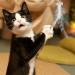 MWOOT 6pcs Cat Feather Toys with Bells Feather Toys Spinning Attachment for Indoor Cats and Kitten Catcher Replacement Feather Refills with Bells Feather Cat Toys for Playing Catcher and Exercising - Buy Online on GoSupps.com