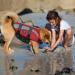 Emust Rescue Vest for Large & Small Dogs - High-Visibility Swimming Vest with Double Handles for Safety & Protection - Buy Online on GoSupps.com