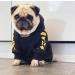 Stylish Yellow Dog Coat for Small Breeds | Winter Hoodie & Jacket for Schnauzer Corgi French Bulldog & Teddy | XXL/2XL - Buy Online on GoSupps.com