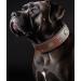Handmade Leather Dog Collar - 5cm Wide Soft & Luxurious - Best for Large & Medium Breeds (49.5-60 cm) - Brown - Buy Online on GoSupps.com