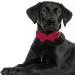 Asvin XL Big Red Velvety Dog Collar - Soft Comfortable & Removable Dog Flying - Perfect for Weddings Birthdays & Parties | Multi-Color Options - Buy Online on GoSupps.com