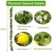 HamiFinee Lemon Garland (Thicker-Lemon) - Buy Online on GoSupps.com