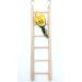 Wooden Climbing Ladder Toy for Parakeets, Parrots, Cockatoo - 2pcs, 6 Step & 8 Step - Buy Online on GoSupps.com