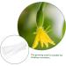 Milisten Horticulture 3pcs Vegetable Shaping Mold Strawberry Garden Tools Cucumber Molds As Shown 20x6cm - Buy Online on GoSupps.com
