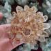 Home Decoration 400-800g New Find Natural Beatiful Yellow Tibetan Quartz Crystal Cluster Specimen Stones (Size : 700-800g) - Buy Online on GoSupps.com