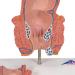 3B Scientific K27 Hemorrhoid Model with Smart Anatomy | Educational Tool - Buy Online on GoSupps.com