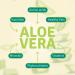 Aloe Life Aloe Gold Tablets - Immune Support & Digestive Health - Certified Organic Aloe Vera - 90 Tablets - Buy Online on GoSupps.com
