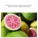 Glow Guava Facial Treatment Cleanser - Hypoallergenic & Vegan Friendly All-in-One Cleansing Oil & Gel (6.4 oz) | International Shipping Available - Buy Online on GoSupps.com