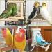 Fainfun Bird Mirror with Perch - 10x10 cm Budgie Toy Wooden Bird Stand with Mirror for Parrots Pigeons & Canaries - Buy Online on GoSupps.com