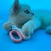 LED Small Animal Nail Clippers: Professional Claw Trimmer for Dog, Cat, Kitten, Bunny, Rabbit, Bird - Blue - Buy Online on GoSupps.com