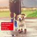 CovertSafe Dog Boots | Waterproof Non-Slip Outdoor Booties for Medium to Large Dogs | Rugged Sole Black-Red Size 6 (52-70 lbs) - Buy Online on GoSupps.com