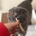 Meowijuana | King Size Catnip Joints | Organic | Dried Premium Ground Catnip | High Potency | Grown in The USA | Feline and Cat Lover Approved - Buy Online on GoSupps.com