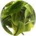 GOARTEA Th Vert - 100g (3.5 Oz) Anji Bai Cha Long Jing White Dragon Well Loose Spring Leaf Chinese GREEN TEA VERT - Buy Online on GoSupps.com