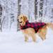 Kuoser Reversible Dog Winter Coat | British Style Warm Jacket for Small to Large Dogs | Windproof & Stylish Dog Vest in Red - Size Medium (Chest 17.3-20.9'') - Buy Online on GoSupps.com