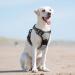 Eagloo Large Dog Harness - Adjustable Anti-Train Control Harness for Labradors with Reflex Strips - Gray (1 Pack) - Buy Online on GoSupps.com