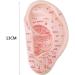 Fhuili 13 cm Ear Acupuncture Model - HD Lettering for Medical Learning | Human Acupuncture & Meridian Points - Buy Online on GoSupps.com