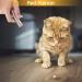 PUTEKCO Cat Chaser Toys Interactive Teaser Wand USB Rechargeable Upgrade 3 in 1 Function include Flashlight and UV Light Multi-Pattern Funny Pet Command Pet Training Exercise Tool for Cat Dog - Buy Online on GoSupps.com