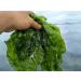 Aosa Ulva Lactuca Sea Letture Flakes for Food Additive 500g - Buy Online on GoSupps.com
