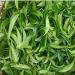 printemps Phoenix th longitudinal unique 250g (0.55LB) Oolong lumi re Parfum naturel th chinois nourriture verte Th Th vert Fenghuang dancong th  - Buy Online on GoSupps.com