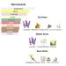 Perfume and Cologne Oil for Women and Men - Roller Ball - Designer Type - Our Version Of (Libre - her) - Buy Online on GoSupps.com
