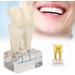 Professional Dental Nerve Model for Teaching | Resin Tooth Model for Students | International Shipping - Buy Online on GoSupps.com