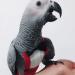 2 Pack Pet Bird Tuxedo Flight Suits for Special Occasions - Waterproof Diaper Clothes for Macaw, African Budgies, Parakeet, Fischeri, Cockatiel - Buy Online on GoSupps.com