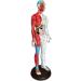 Acupuncture and Muscle Anatomical Male Model Pressure Point and Meridians Acupuncturists and Other Medical Professionals Training Teaching Education (60cm/23.6inch) - Buy Online on GoSupps.com