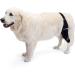Ortocanis - Knee Brace for Dogs with Ligament Rupture and Patella Luxation Size S Left Leg Left leg Size S - Buy Online on GoSupps.com
