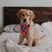SLSON 14 Pack Dog Bandanas Plaid Dog Scarf Washable Triangle Pet Bibs Kerchief for Puppy Small Dog and Medium Dog Cat Pets - Buy Online on GoSupps.com