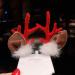 Lurrose Reindeer Antler Hair Clips for Couples | Cute Christmas Ear Hairpins | Festive Party Headgear - Buy Online on GoSupps.com