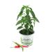 Chili plant Thai Chili Rawit Impressa chili plants from sustainable cultivation!
