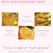 Sitovely 4 PCS Plumping Lip Oil Set - Hydrating Shimmer Lip Gloss Tinted Balm Kit for Moisturizing and Plumping Lips - Buy Online on GoSupps.com