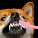 ORFOFE 36 Pcs Double Head Dog Toothbrush Pet Cleaning Toothbrush Dog Toothbrush Toothpaste Pet Stuff Pp - Buy Online on GoSupps.com