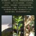 Pu-erh tea 2022 SHENG JIA YUAN green pond 357g Raw - Buy Online on GoSupps.com