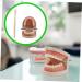 Buy Solustrie Dental Study Model for Kids | Educational Teeth & Oral Cavity Teaching Toy - International Shipping Available - Buy Online on GoSupps.com