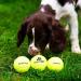 SPORTSPET Tennis Balls for Dogs - Extra Bouncy - Non Toxic - Durable - Long Lasting - Floats (12 Pack) (63.6mm) - Buy Online on GoSupps.com