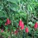 Shampoo Ginger Lily Plant Rhizomes - Red Pinecone Ginger Roots (5 Pack) - Buy Online on GoSupps.com